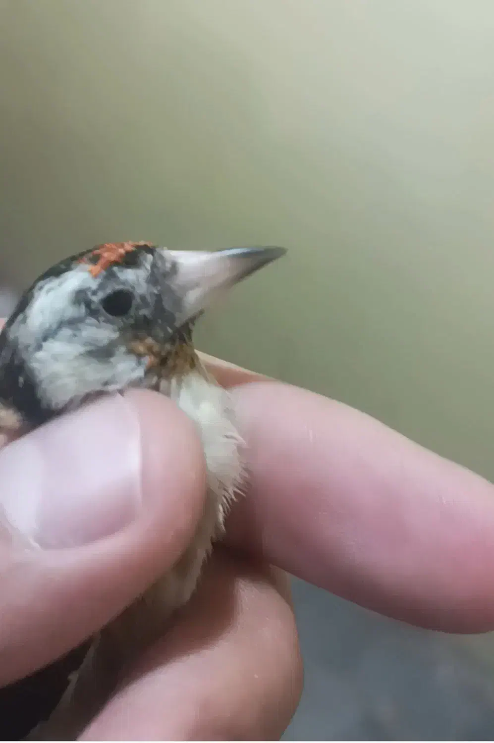 دوعدد سهره داغسر|پرنده|قرچک, مهدیه|دیوار