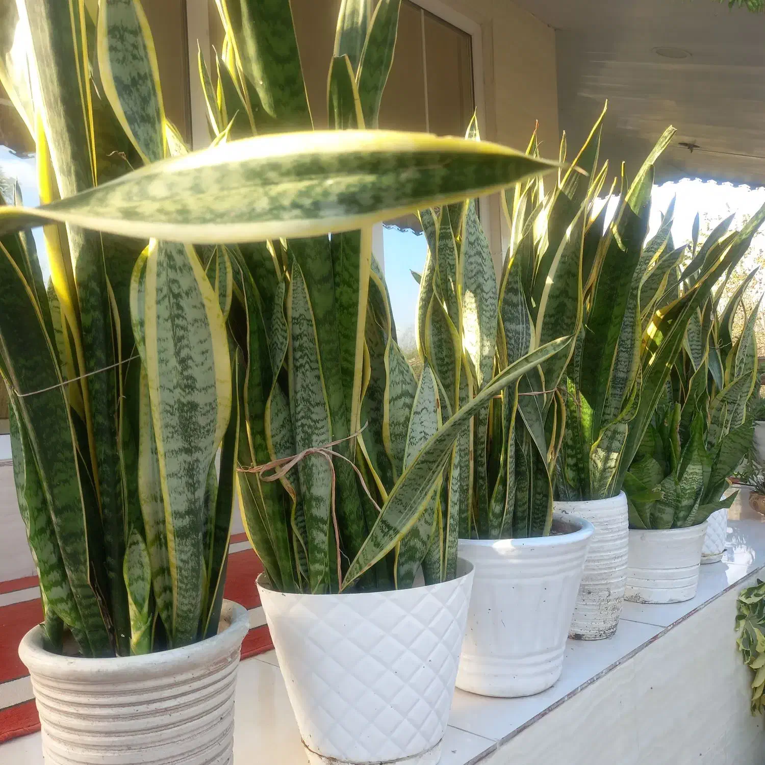 گل سانسوریای ابلق|گل و گیاه طبیعی|سنگر, |دیوار