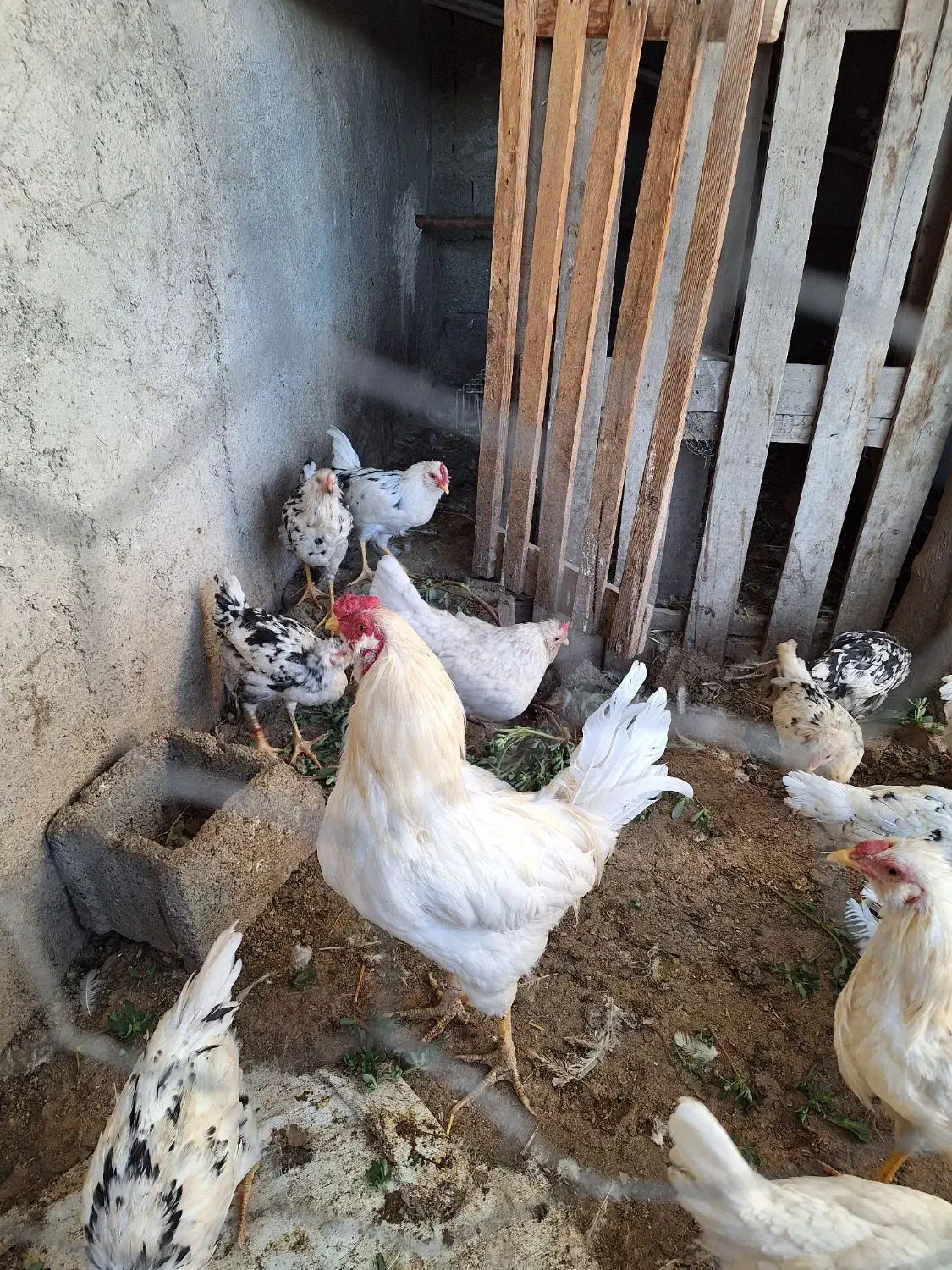 سلام تعدادی جوجه خروس گلین|حیوانات مزرعه|اسلام‌شهر, کاشانک|دیوار