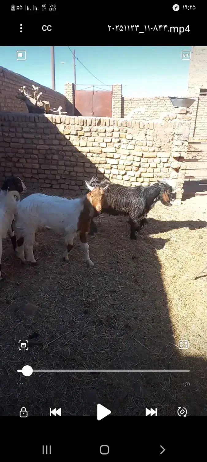 بزغاله نر فروشی|حیوانات مزرعه|تربت‌حیدریه, پائین ولایت|دیوار