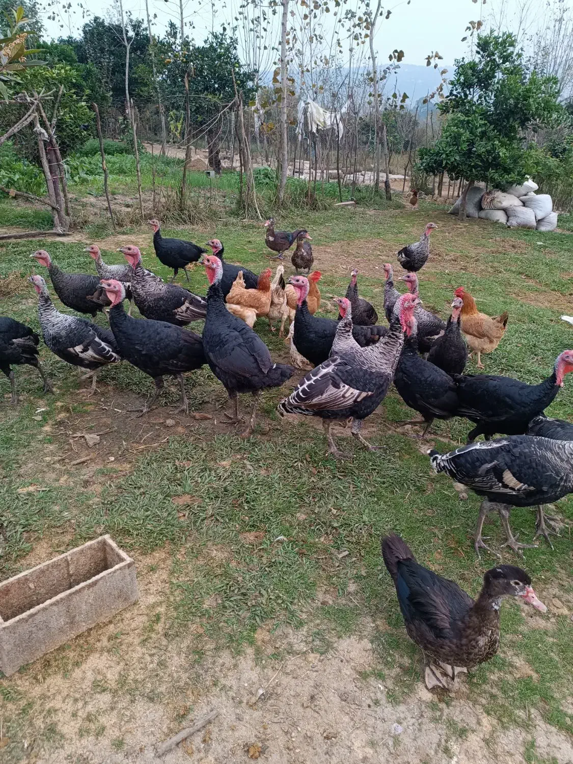 فروش بوقلبون و اردک های روسی بالغ و نزدیک به کشتار|حیوانات مزرعه|مرزیکلا, |دیوار