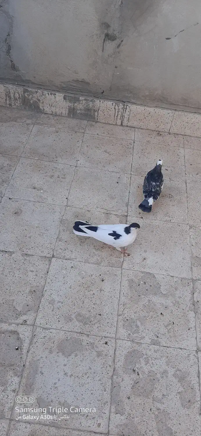 جوجه رنگه|پرنده|مشهد, نیزه|دیوار