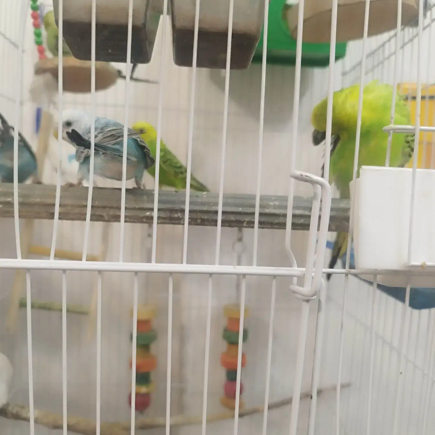 مرغ عشق|پرنده|تهران, شهرک فردوس (حسینی)|دیوار