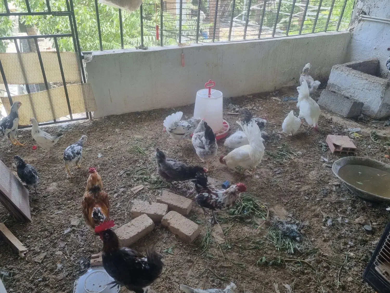 گله 20 تایی نژاد گلین اصل فول  یا دستگاه جوجه کشی|حیوانات مزرعه|چهارباغ, |دیوار