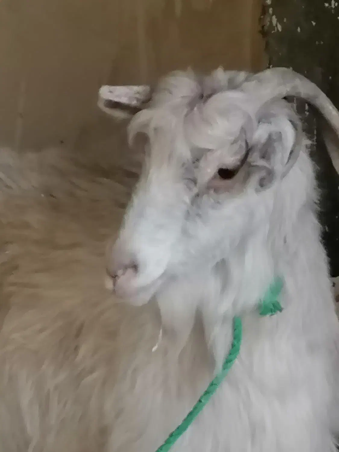 بز سر حال|حیوانات مزرعه|نسیمشهر, |دیوار