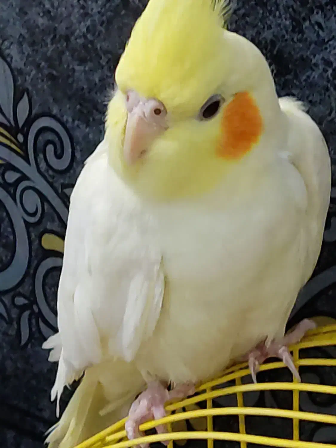 عروس هلندی چشم شرابی لوتونیو|پرنده|آبادان, |دیوار