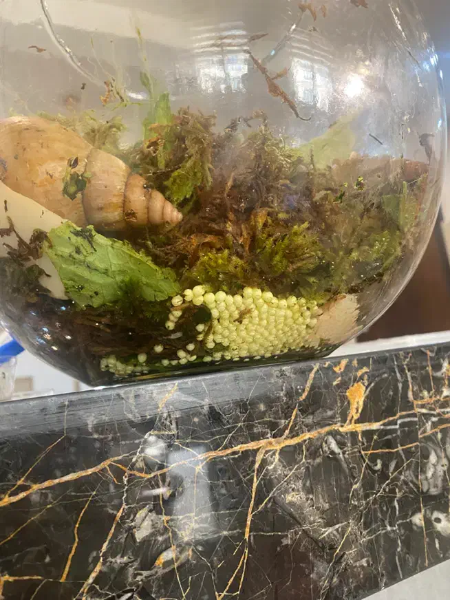 حلزون ۸ ماهه|خزنده|تهران, یوسف‌آباد|دیوار