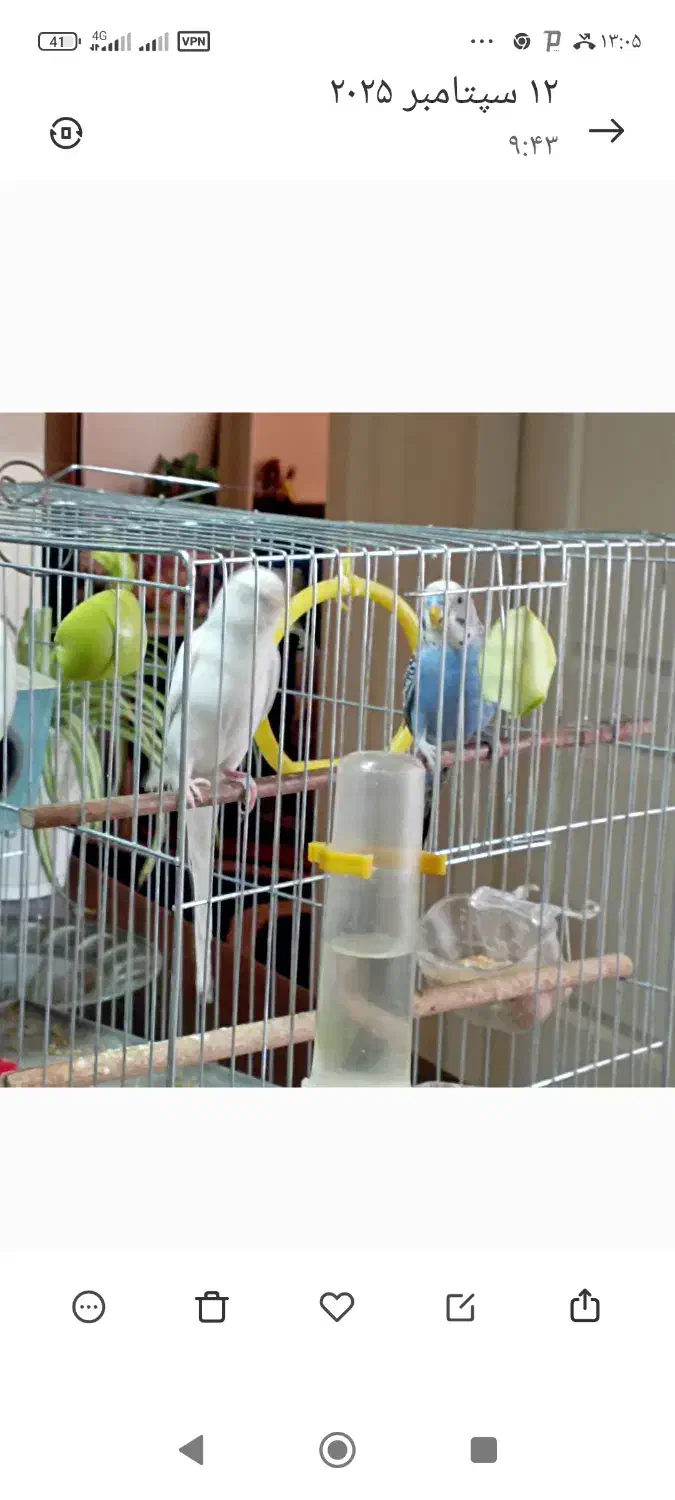 یک جفت مرغ عشق زیبا|پرنده|صدرا-فارس, فاز ۱|دیوار