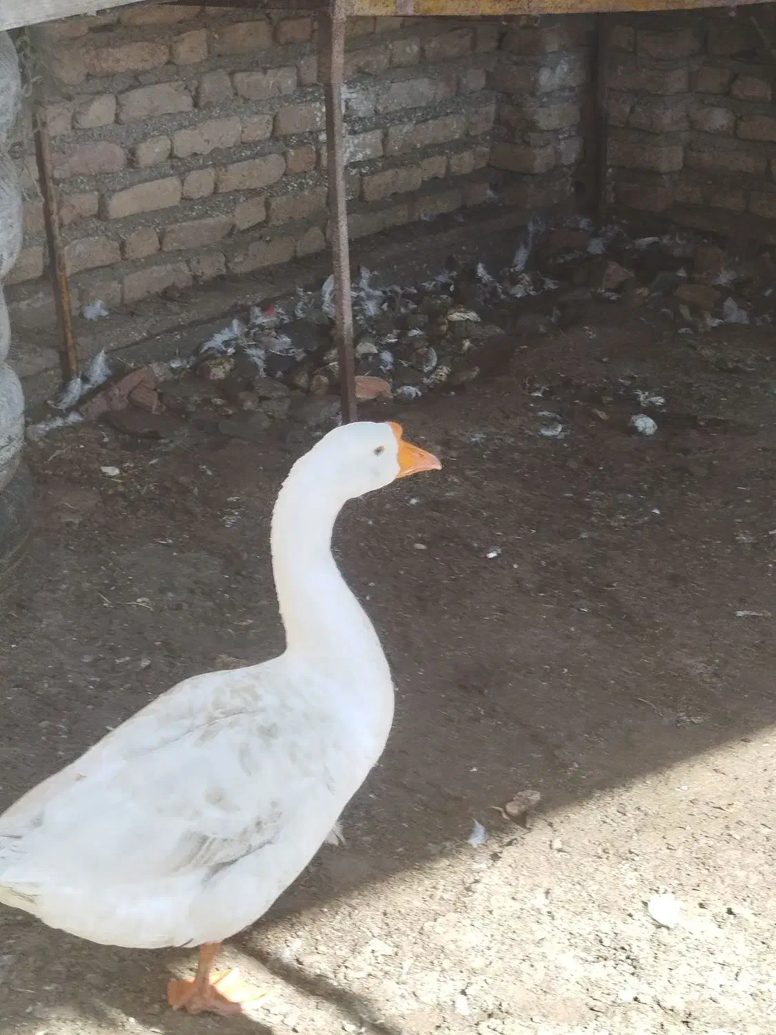 یکعددغوقازلیندااوکراینن|حیوانات مزرعه|گمیشان, |دیوار