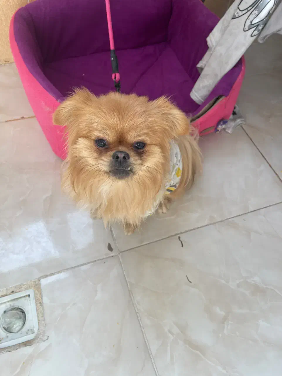 پامرین پیکنز|سگ|رباطکریم, رباطکریم|دیوار