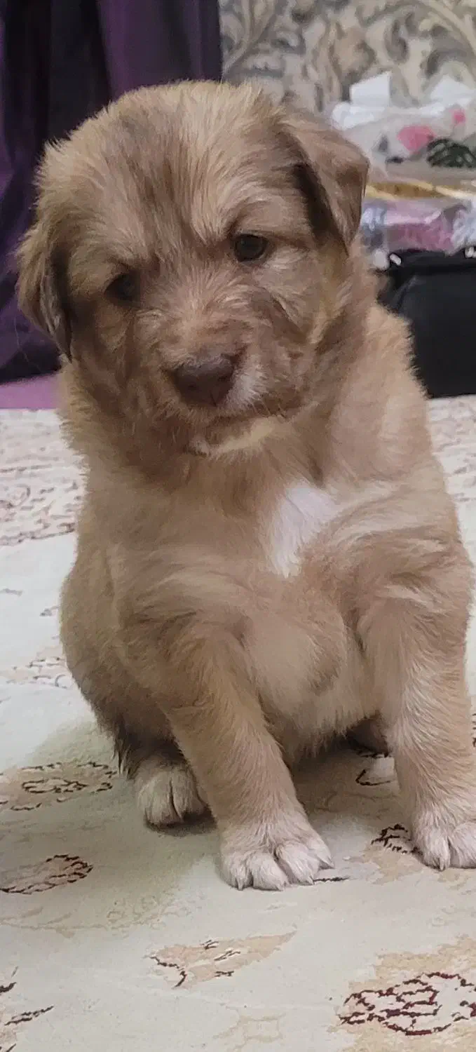 توله سگ میکس ماده پدرمادردار، ۵پشت نگهبان|سگ|ورامین, ورامین|دیوار