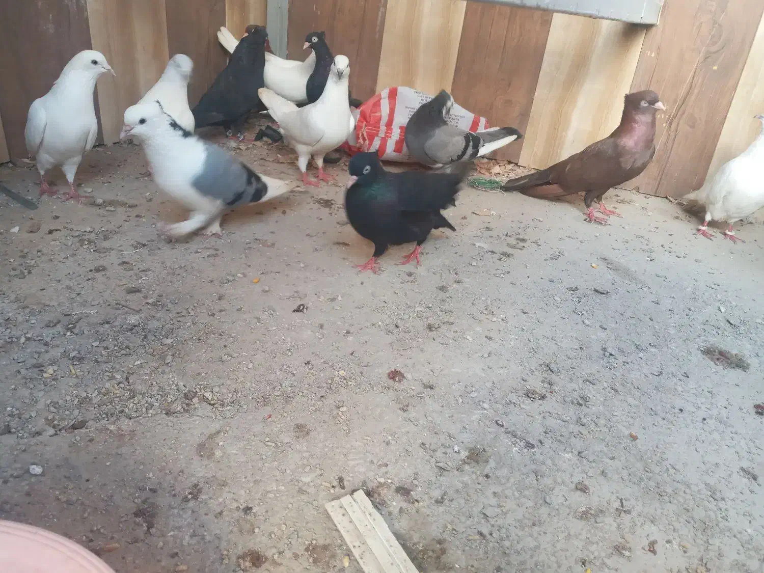 تعدای کبوتر درجه یک|پرنده|بوشهر, |دیوار