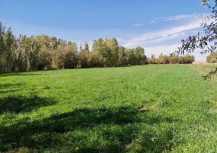 زمین زراعی روستای بندیزه|فروش زمین و ملک کلنگی|اشترینان, |دیوار