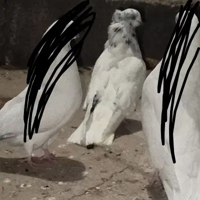 کفتر قره دیمدیح کاکلی|پرنده|آذرشهر, |دیوار