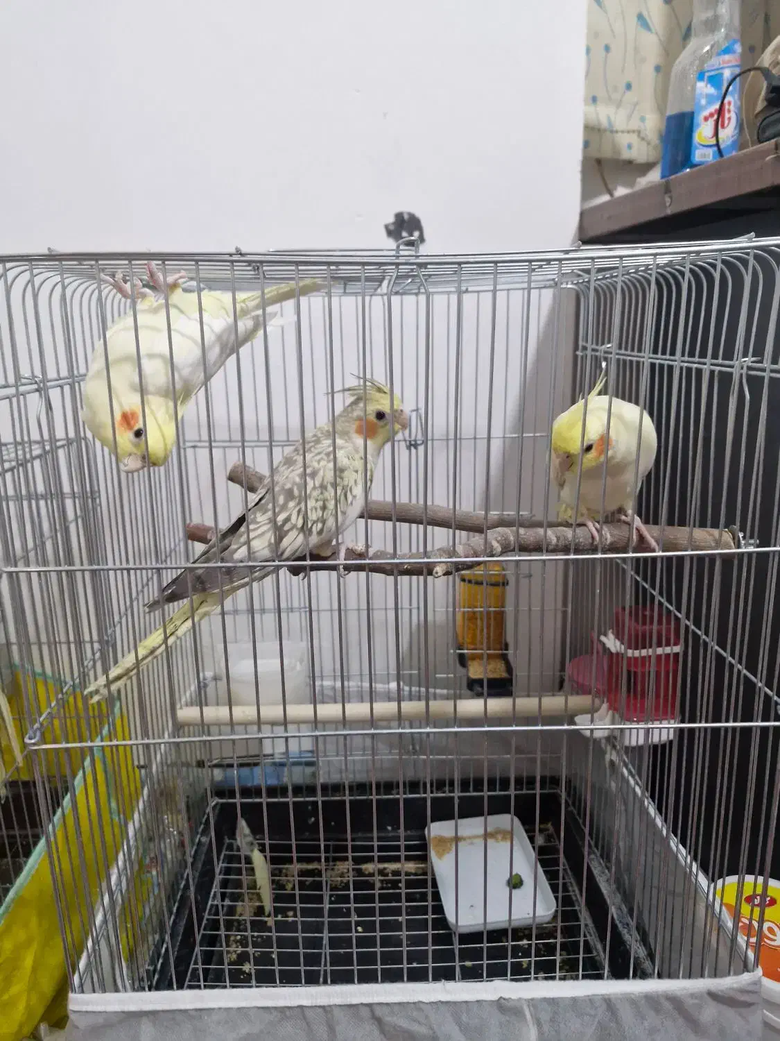 عروس هلندی ۴ و ۸ ماهه|پرنده|شیراز, شهرک پرواز|دیوار