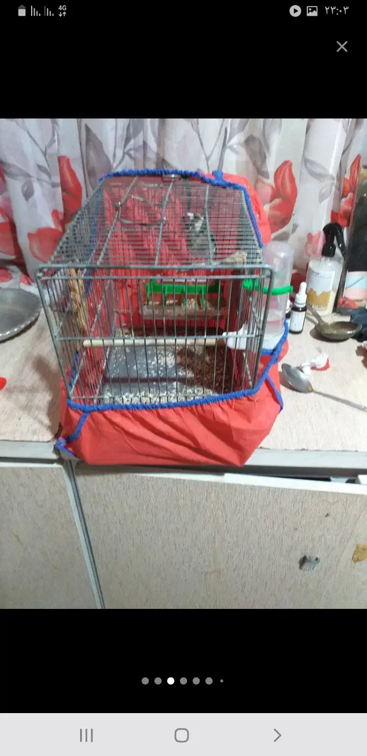 سهره|پرنده|تهران, جوادیه|دیوار