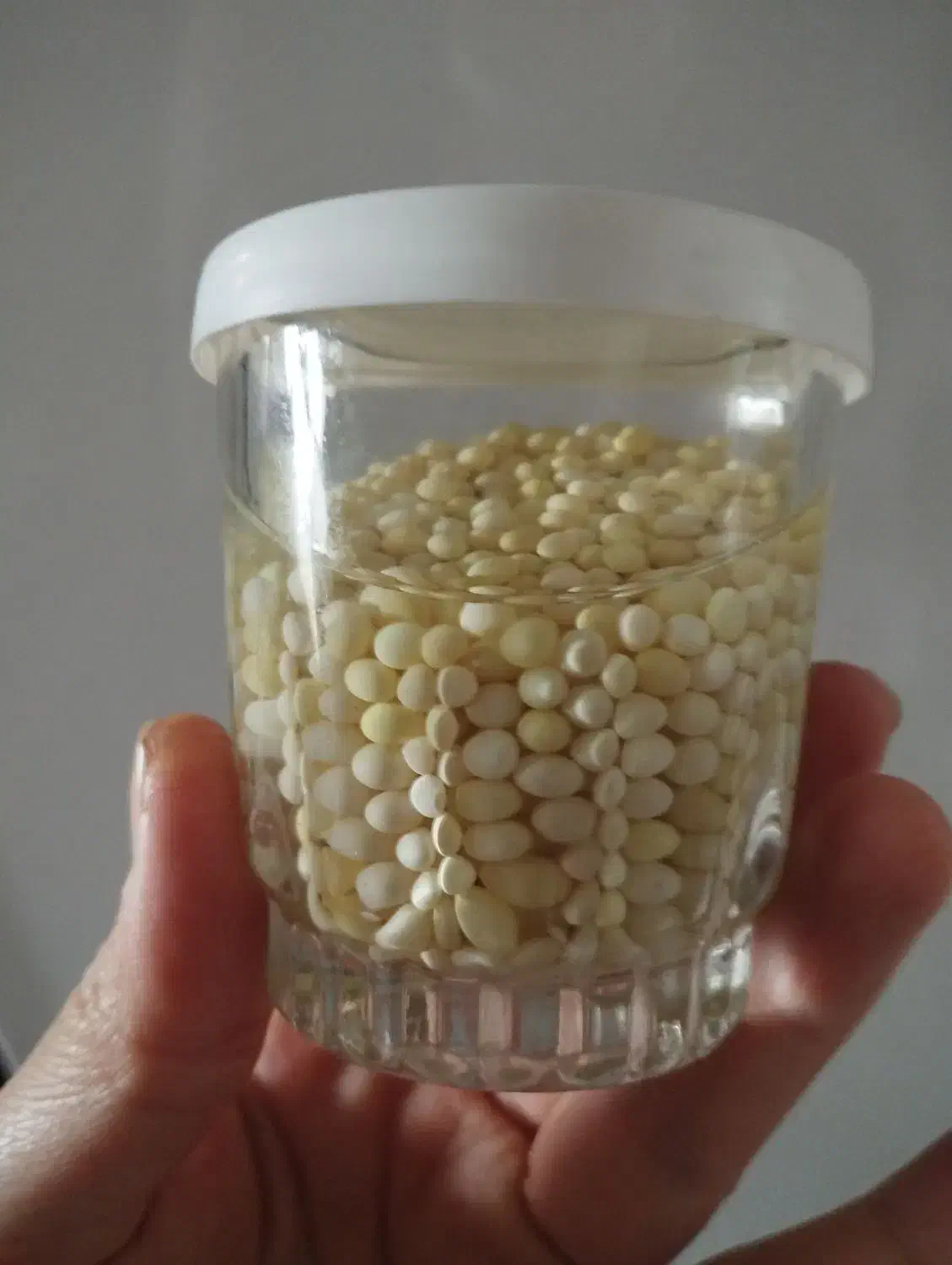 خاویار حلزون|خزنده|قم, ولیعصر|دیوار