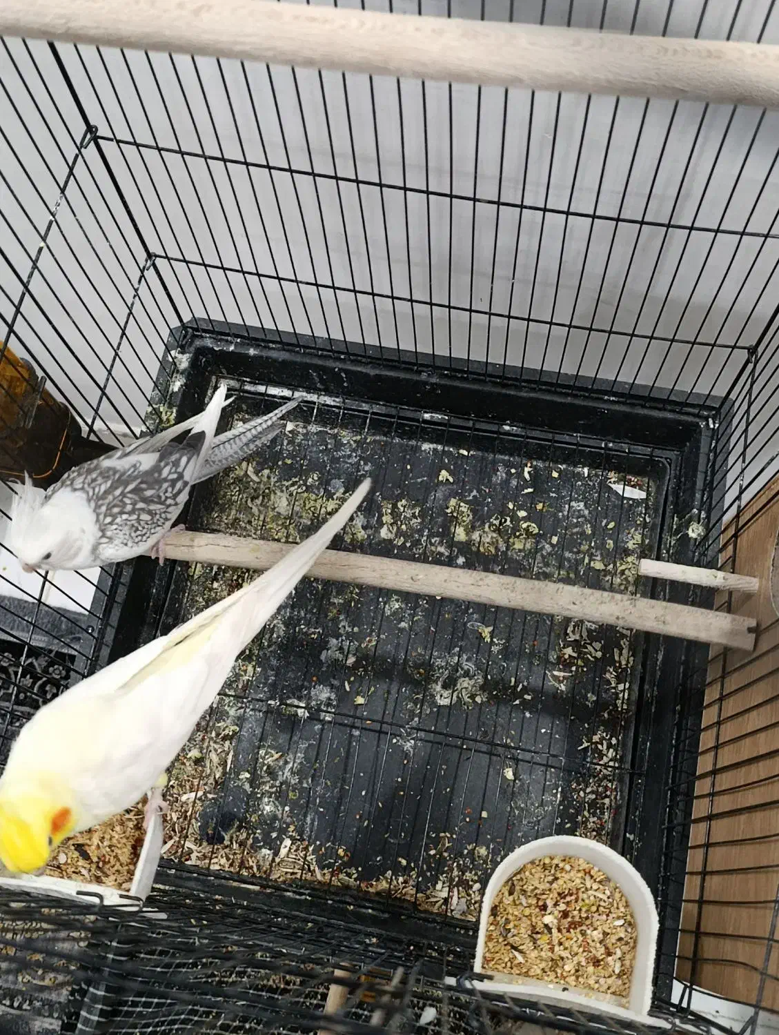 عروس هلندی با جوجه|پرنده|زابل, |دیوار