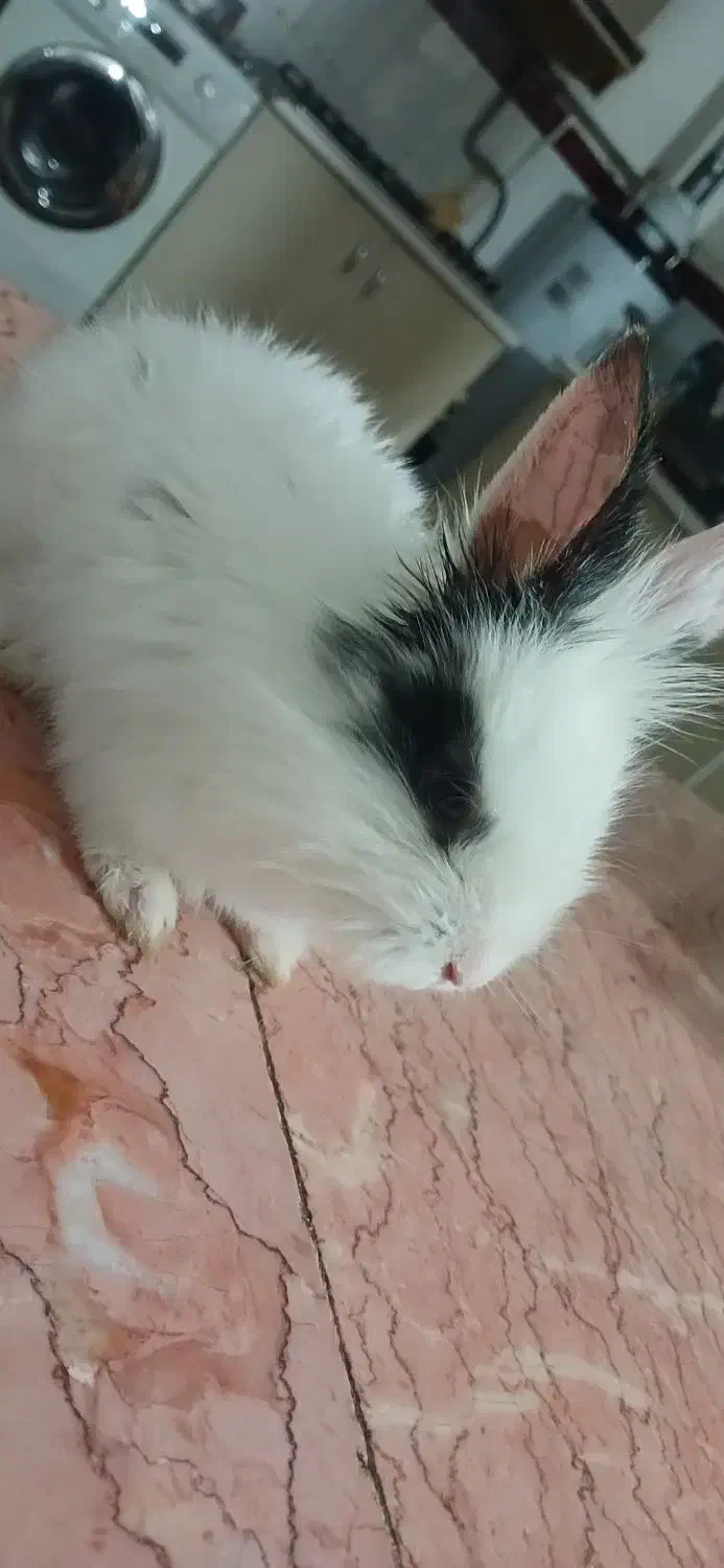 فروش خرگوش|موش و خرگوش|میاندوآب, |دیوار