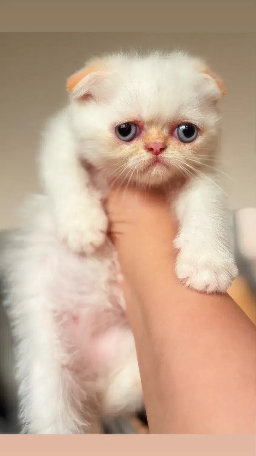 اسکاتیش گلدن پوینت|گربه|رشت, منظریه|دیوار