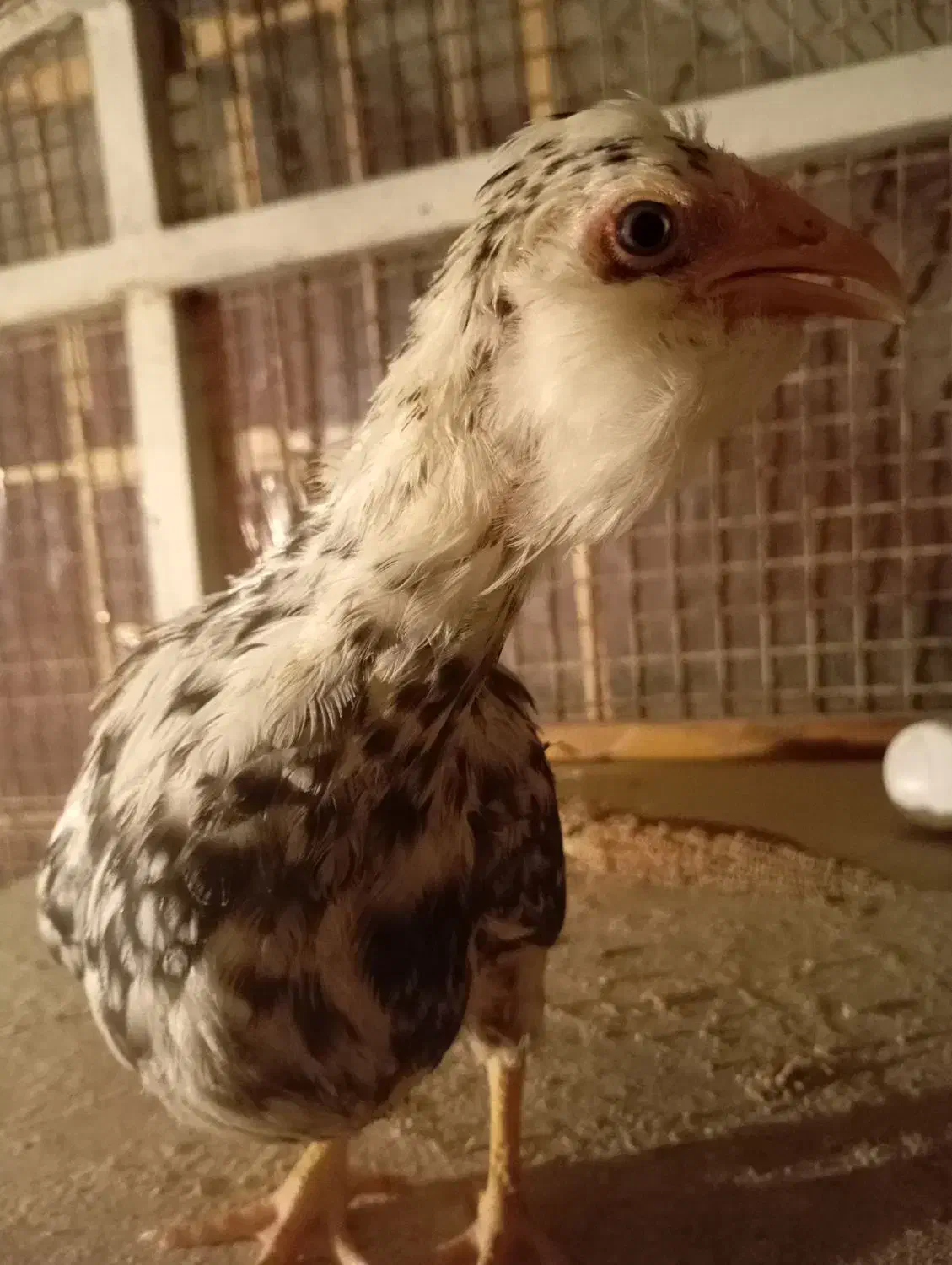 جوجه گلین پنگوئنی  ویاندوت سیلور ایام سمانی|حیوانات مزرعه|پاکدشت, پاکدشت (مامازند)|دیوار