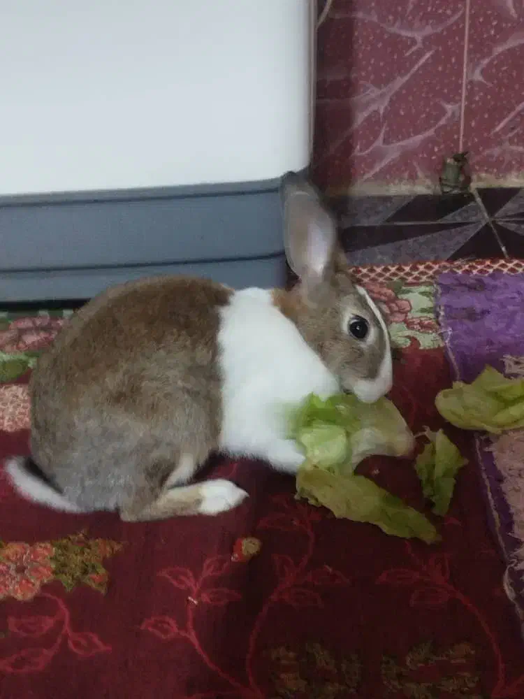 خرگوش|موش و خرگوش|بندر ماهشهر, |دیوار