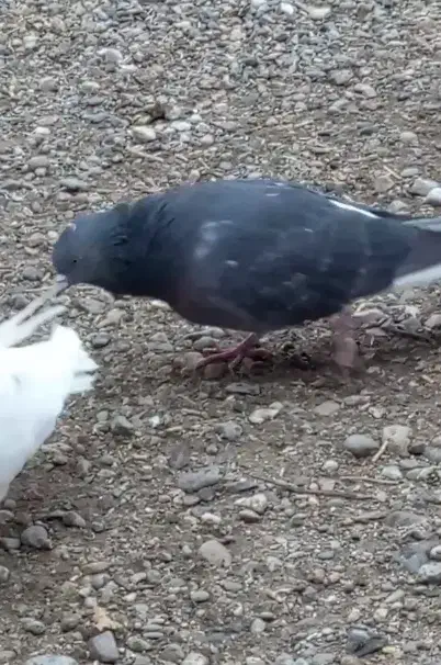 کبوتر دمیری آغ شاپر دیروز رفته|پرنده|ارومیه, |دیوار