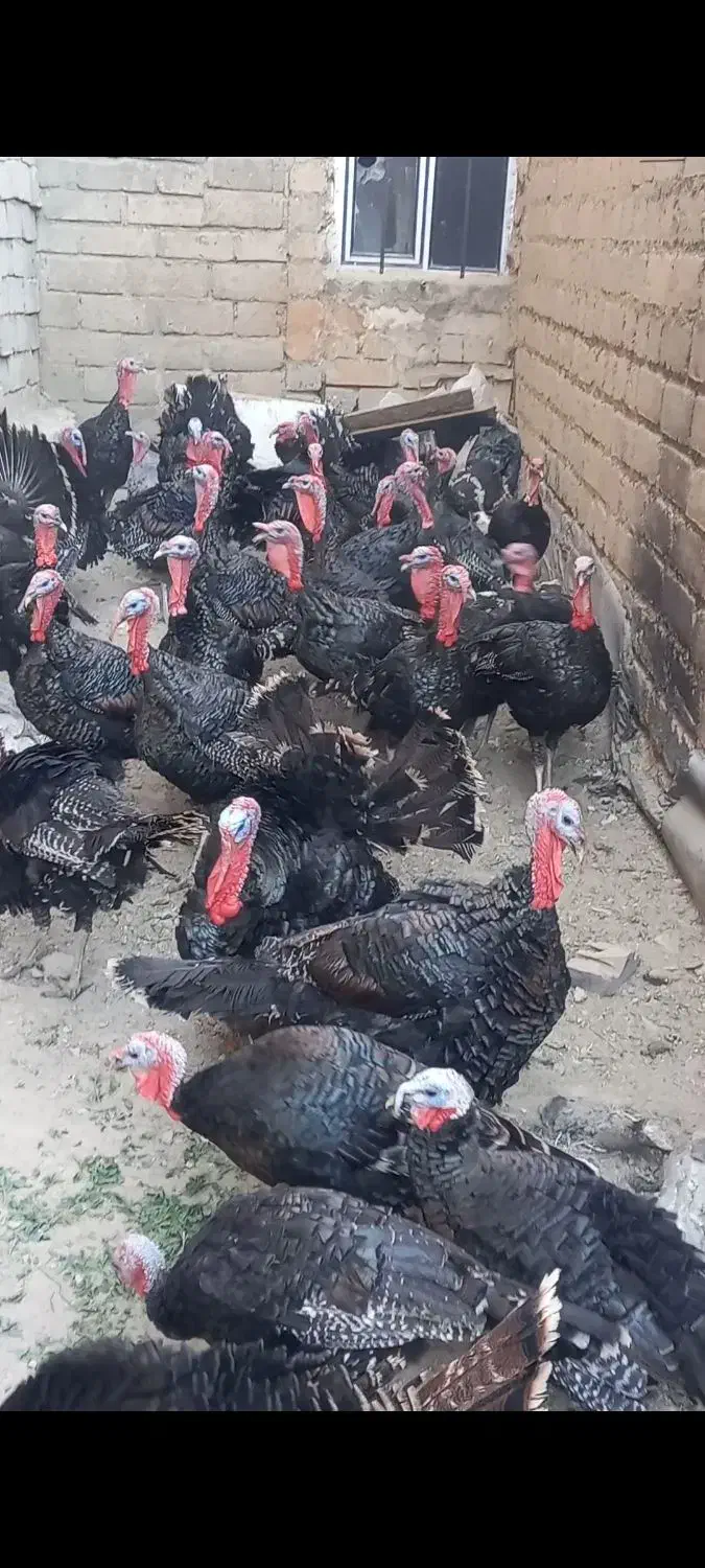 فروش فوری بوقلمون روستای کوسته|حیوانات مزرعه|بوکان, |دیوار
