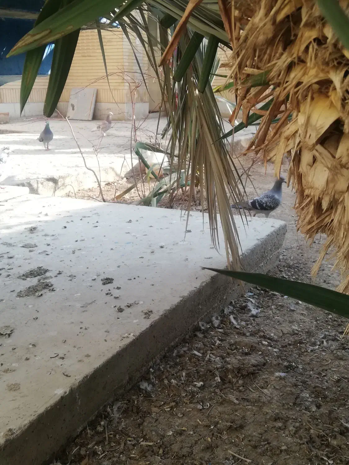 جوجه جیر پلاکی ب شرط|پرنده|اصفهان, جلالیه|دیوار