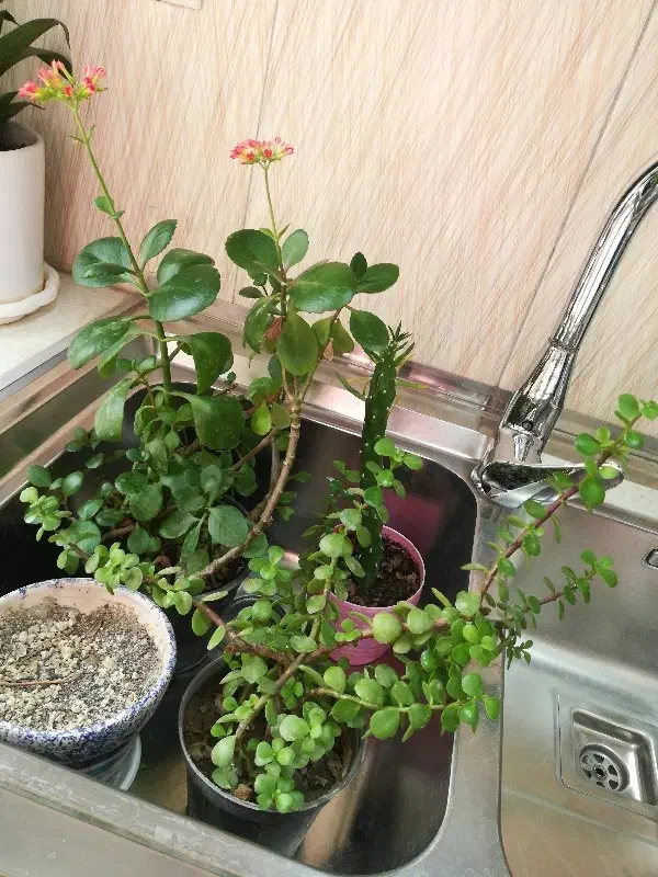 گل و گیاه اپارتمانی|گل و گیاه طبیعی|شهریار, رزکان|دیوار