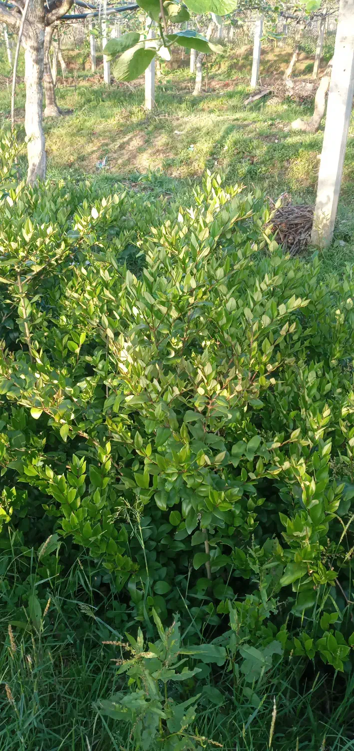 یاس|گل و گیاه طبیعی|واجارگاه, |دیوار