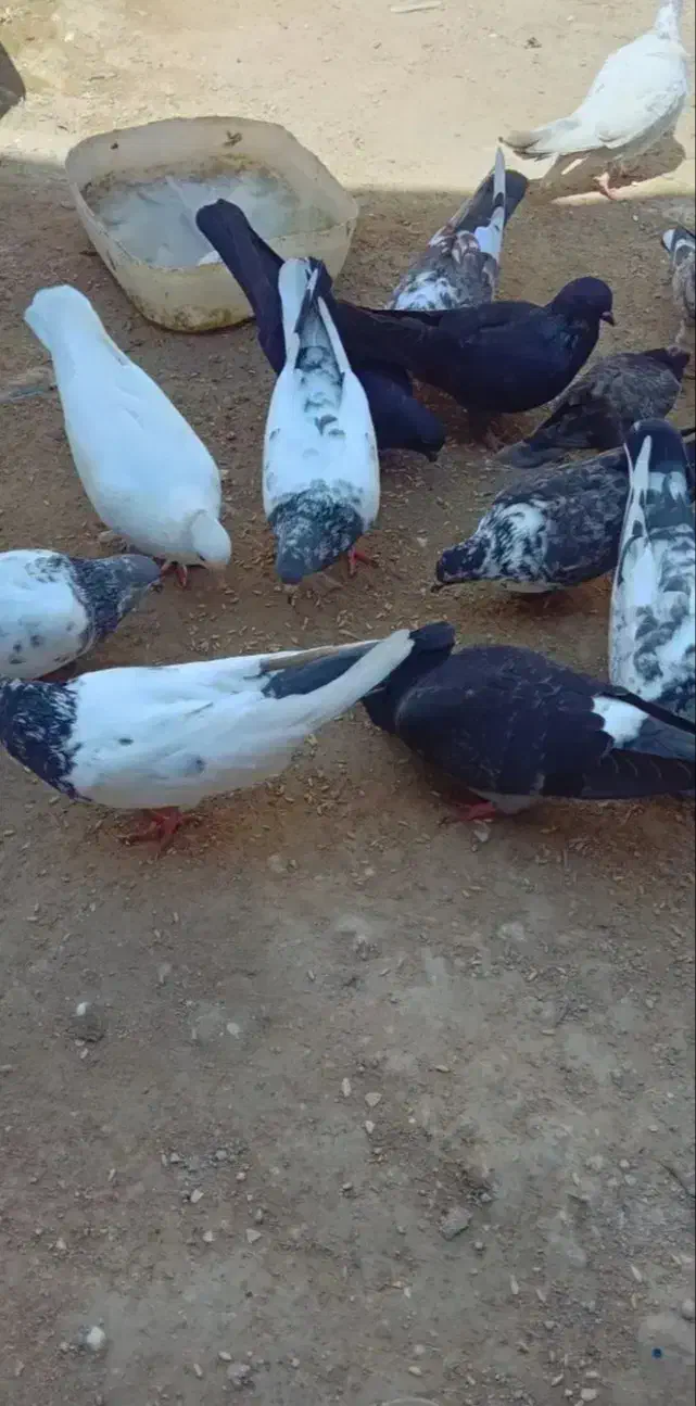 کبوتر|پرنده|قشم, |دیوار