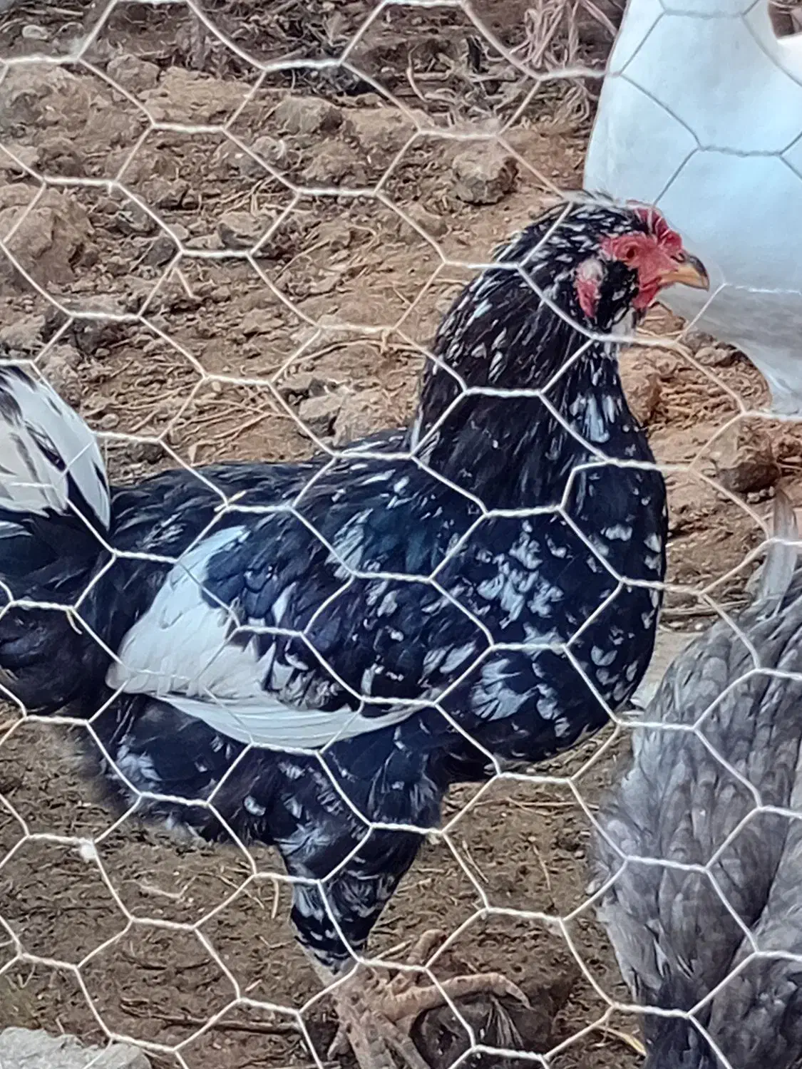 مرغ وخروس گلین جوجه لاری بوقلمون ماده|حیوانات مزرعه|مزرعه کتول, |دیوار