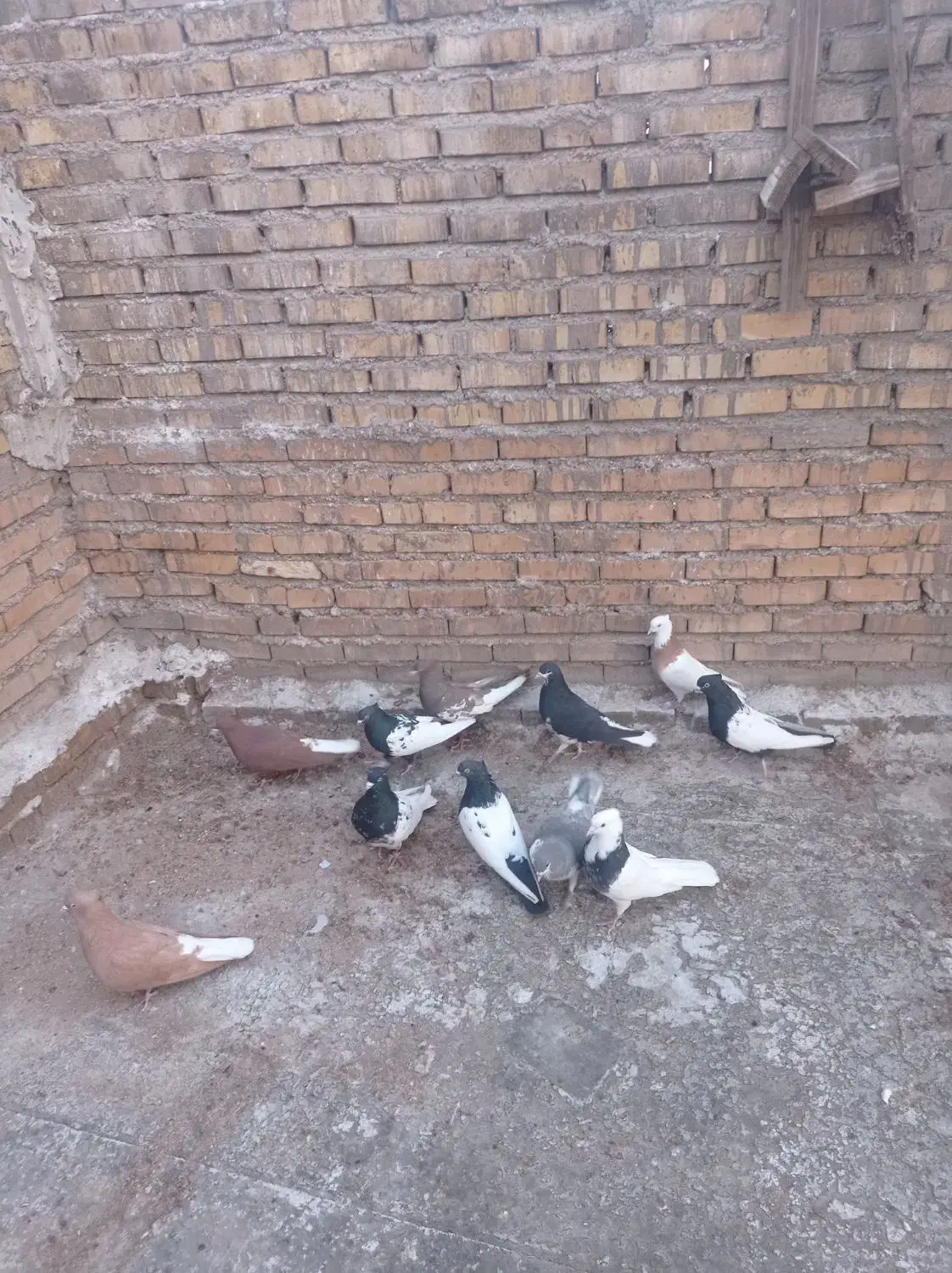 کبوتر|پرنده|خرمشهر, |دیوار