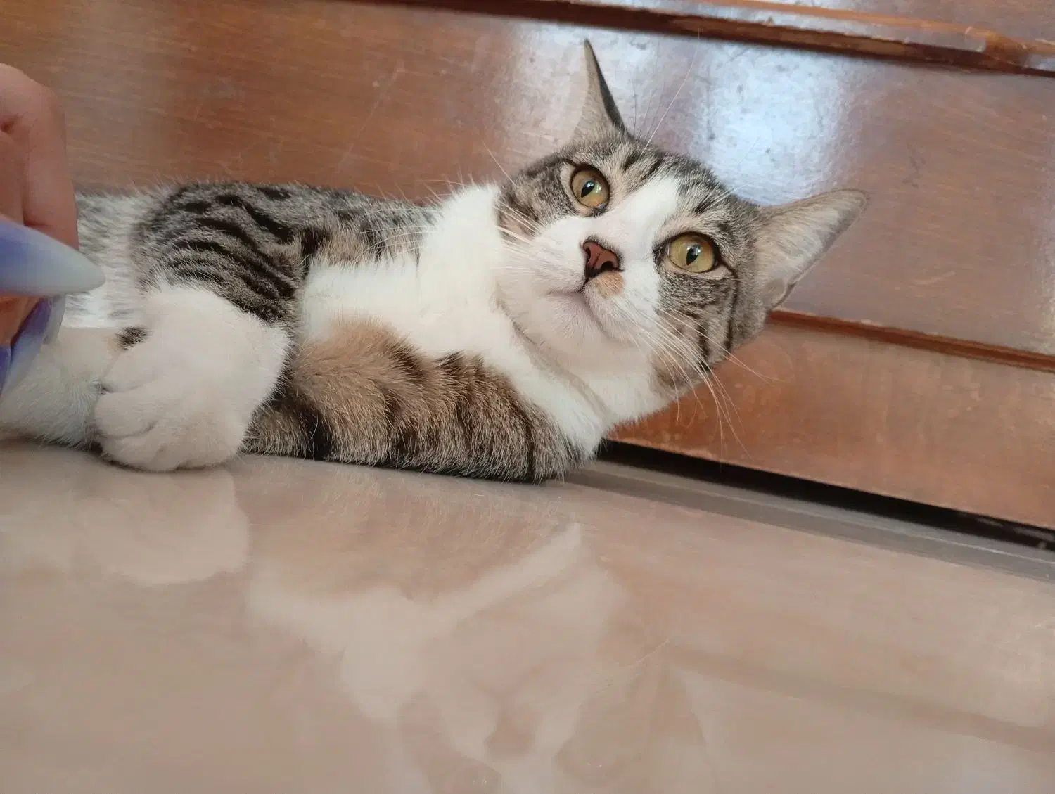 حیوانات خانگی|گربه|اندیشه, شهرک مریم|دیوار