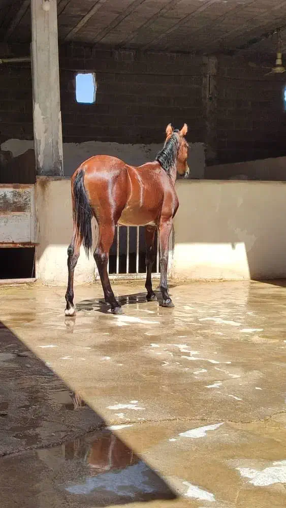 کره اسب|اسب و تجهیزات اسبسواری|ایذه, |دیوار