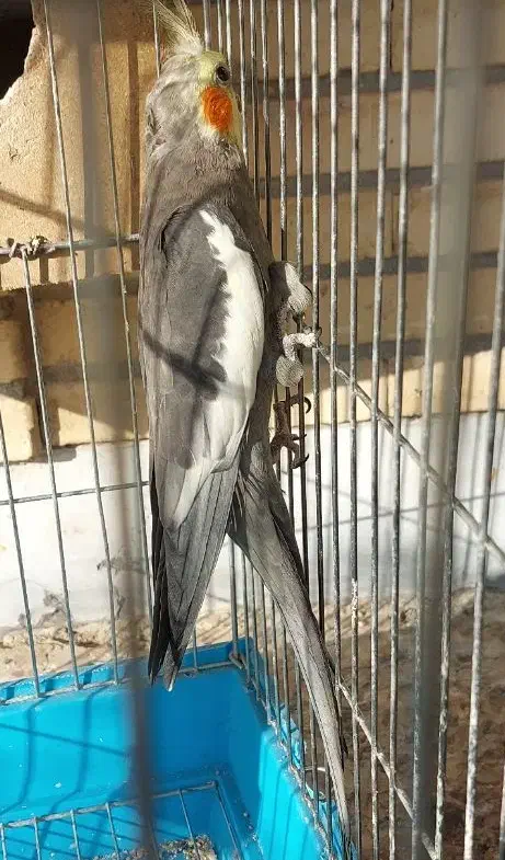 عروس هلندی|پرنده|فولادشهر, A4|دیوار