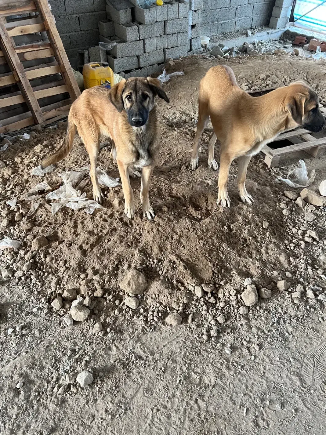 سگ نگهبان عراقی|سگ|اردبیل, |دیوار