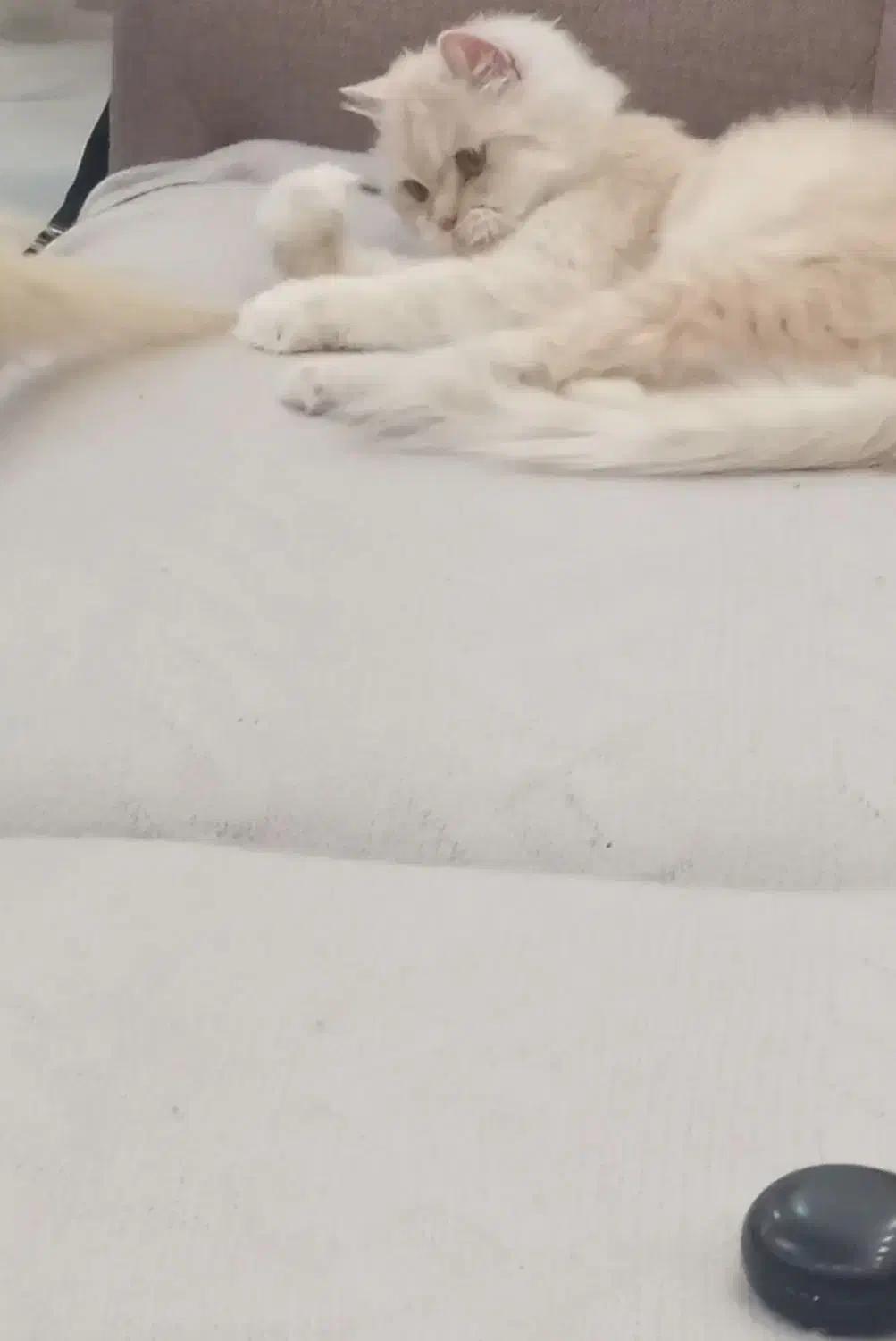 فروش گربه پرشین سفیدنسکافه ای|گربه|مشهد, امیریه|دیوار