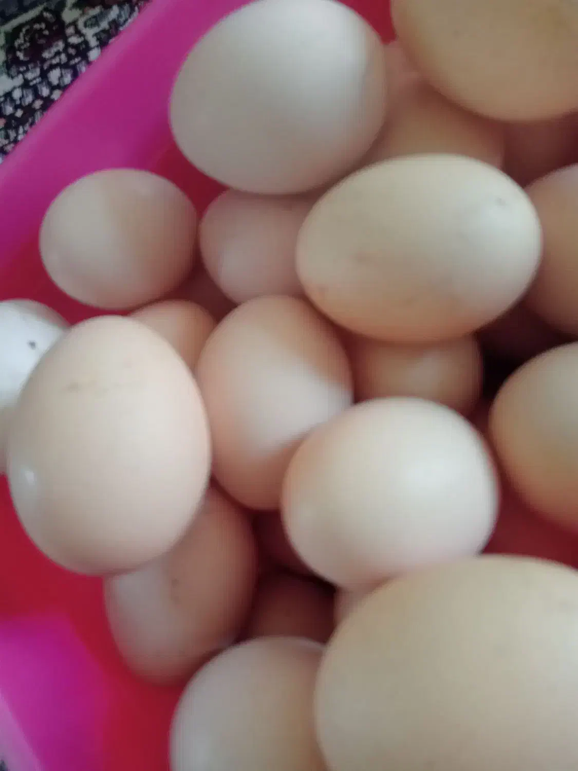 تخم مرغ محلی|خوردنی و آشامیدنی|نهاوند, |دیوار