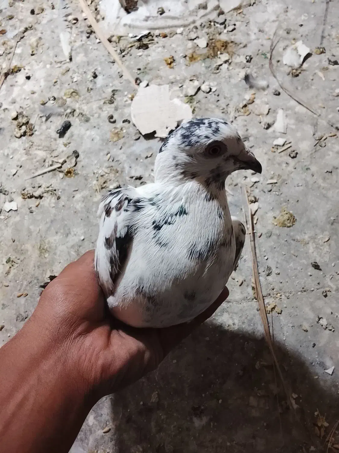 کفتر پلاکی|پرنده|بم, |دیوار