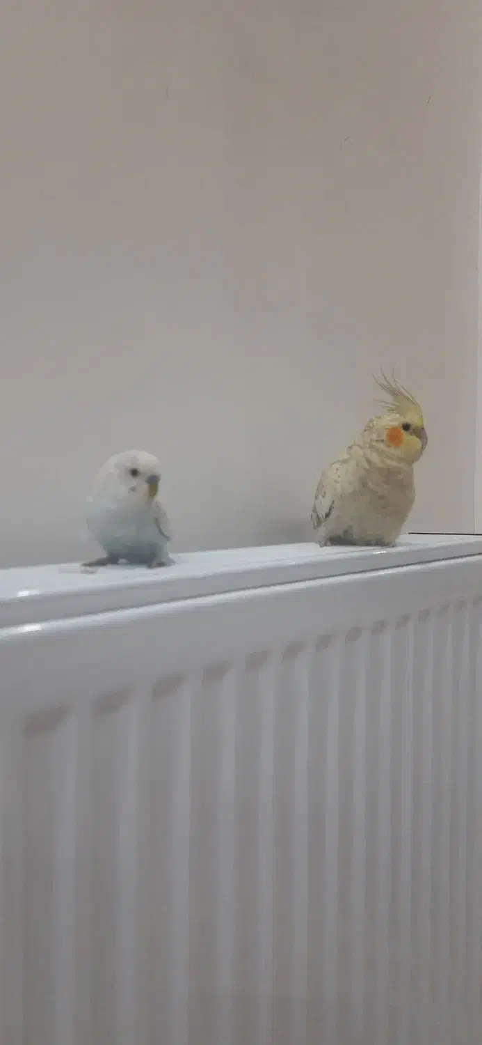 عروس هلندی کاملادستی|پرنده|برخوار, |دیوار