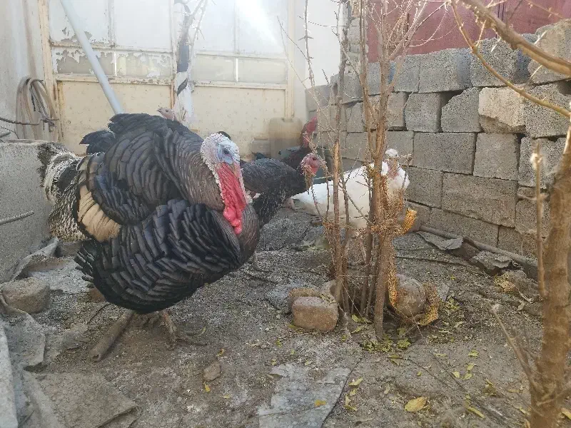 بوقلمون نر و ماده|حیوانات مزرعه|آشخانه, |دیوار