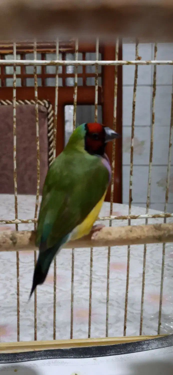 یک جفت فنچ زیبا|پرنده|شیراز, باغ تخت|دیوار