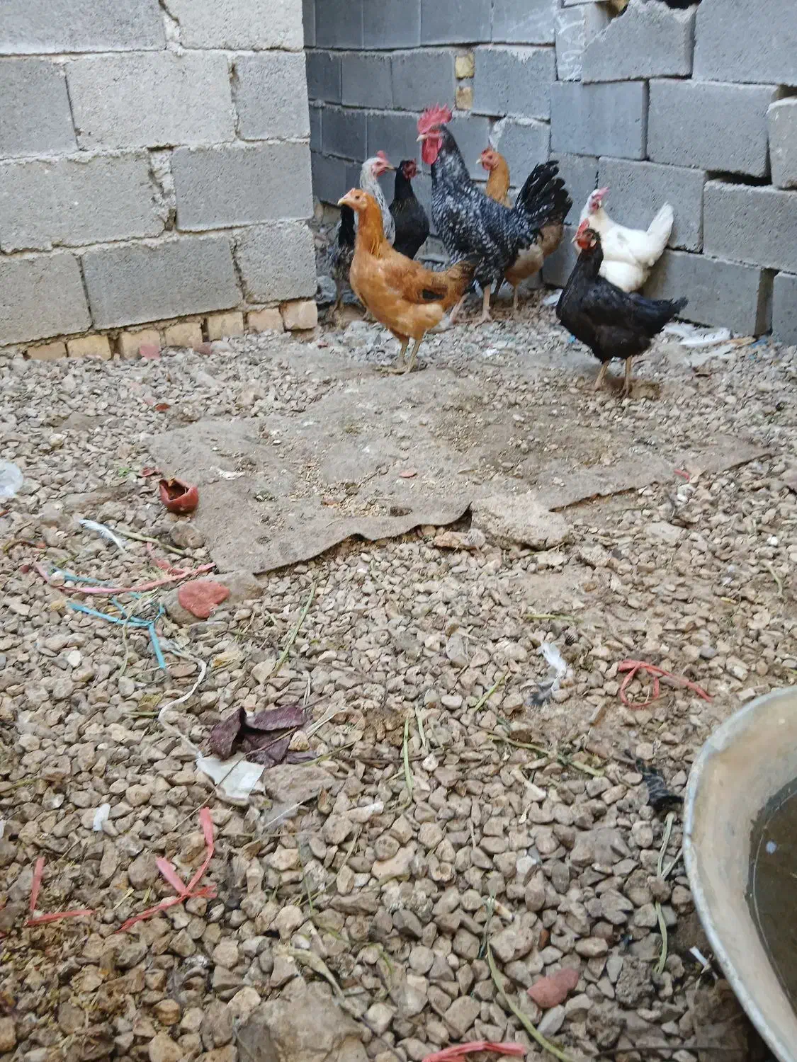 فروش سه عدد مرغ محلی|حیوانات مزرعه|کوه چنار, |دیوار