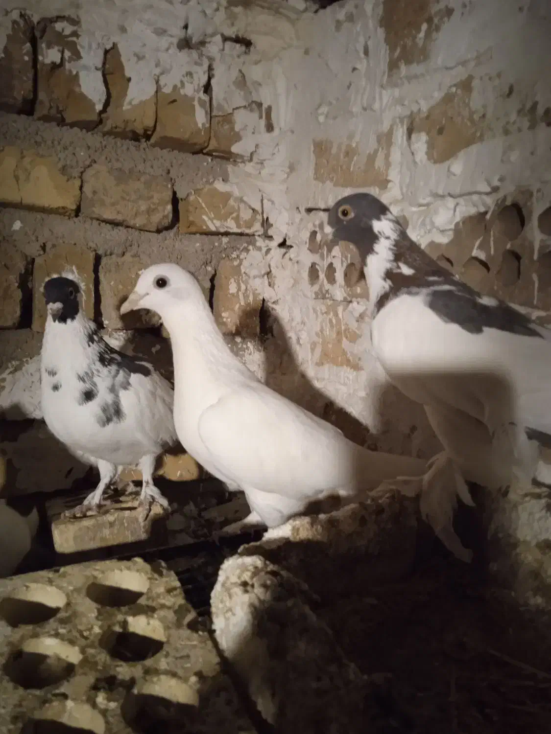 کبوتر|پرنده|هشتگرد, تهران دشت|دیوار