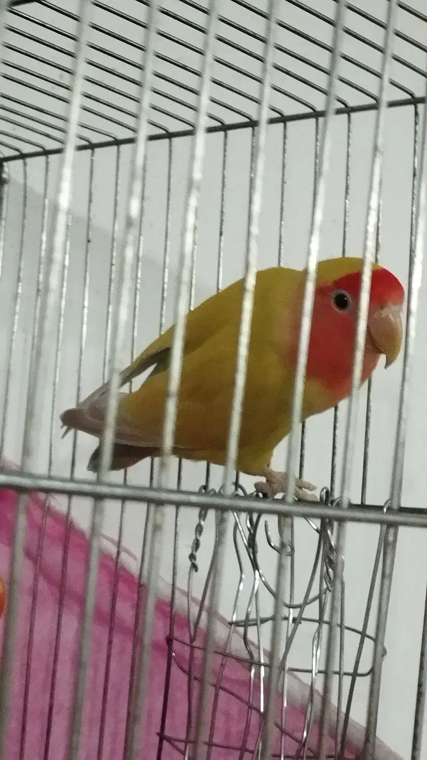 جفت کوتوله مولد|پرنده|فردوس (خراسان), |دیوار