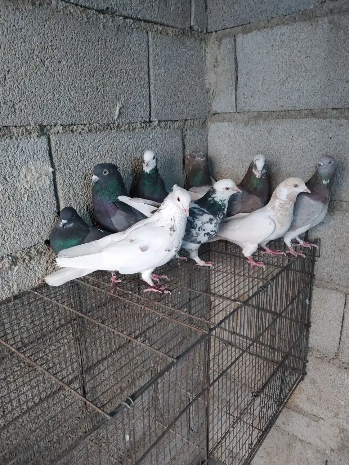 کفتر پرشی یکجایی|پرنده|کهریزک, |دیوار