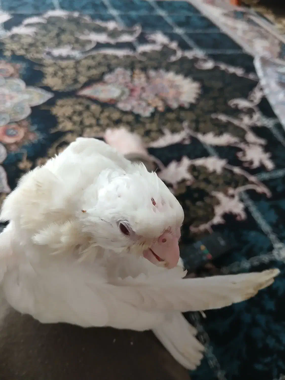 جوجه عروس هلندی آلبینو چشم شرابی|پرنده|قدس, شهر‌قدس|دیوار