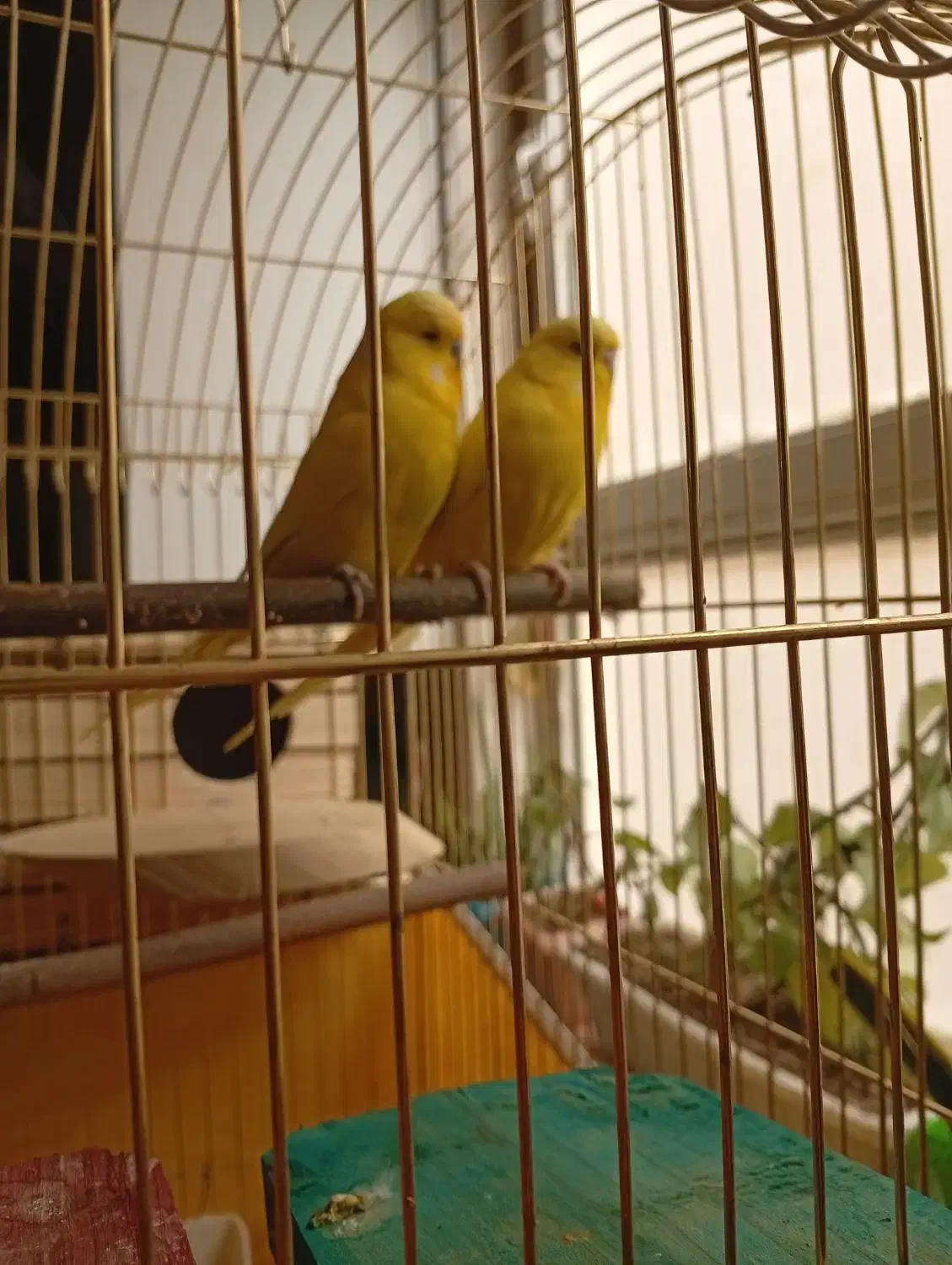 مرغ عشق انگلیسی|پرنده|فردیس, داوری|دیوار